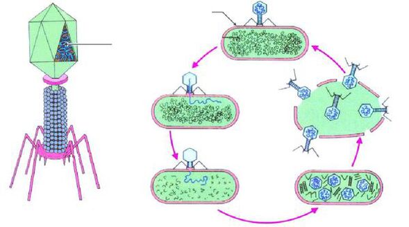 Bactériophages contre la cystite